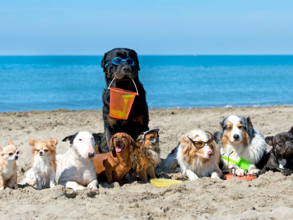 dogs in the beach