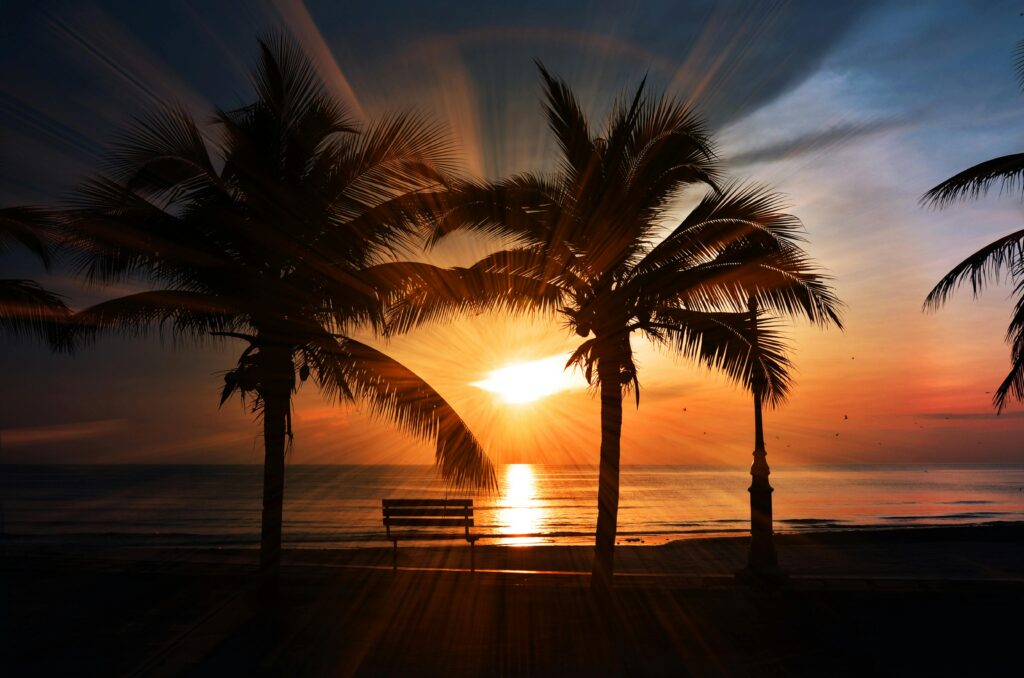 sunset and palm trees