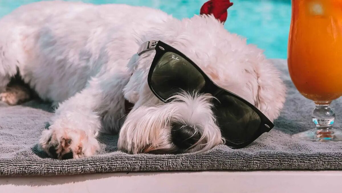 Dog Friendly Places Marbella